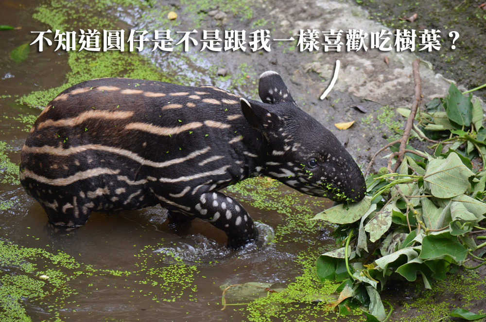 貘樹也想準備禮物送給圓仔。　台北動物園/提供