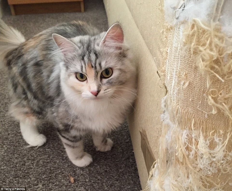 冠軍茉莉跟被牠破壞的床。　翻攝自每日郵報