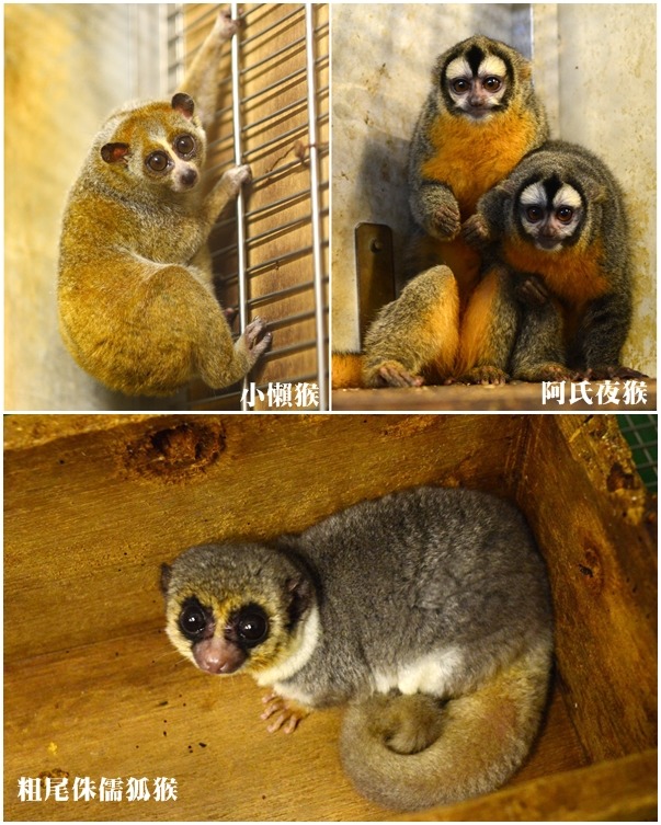 夜行性的靈長類特色就是有著烏溜溜的大眼睛！　台北動物園-黃陳浩/攝