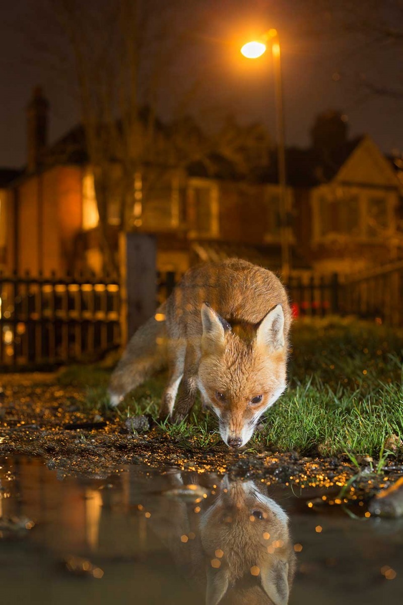 第一名:正在倫敦市內公園入口前喝水的狐狸。 /Kyle Moore