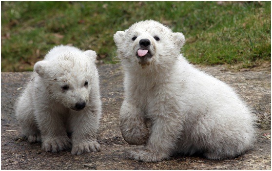 北極熊寶寶吐舌的模樣相當憨厚。 取自網路