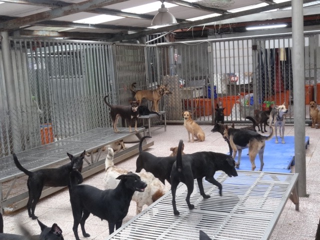 新店動物之家你有去過嗎？歡迎志工、關心流浪動物的民眾在11/30以前的週六利用新北市的接駁車上山去參觀！　新北市動保處/提供