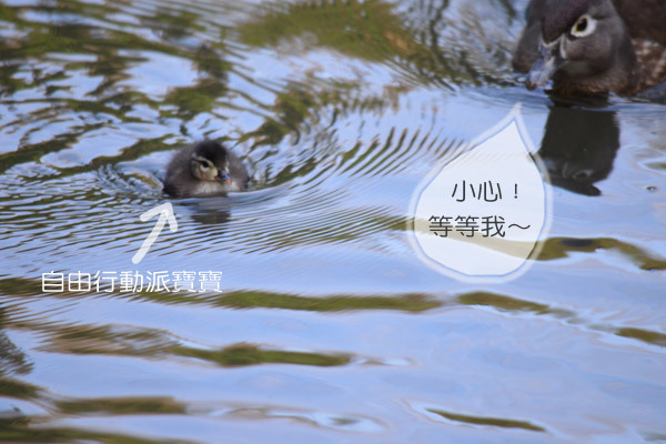 爸媽疲於奔命地想保護寶寶們。　　台北動物園-陳瑋玥/攝