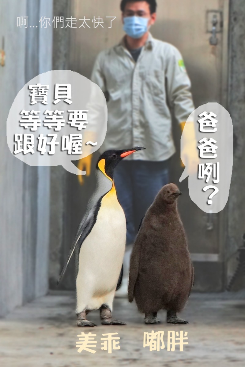 個性淡定的美乖帶新生寶寶嘟胖當領頭鵝。　　台北動物園/提供