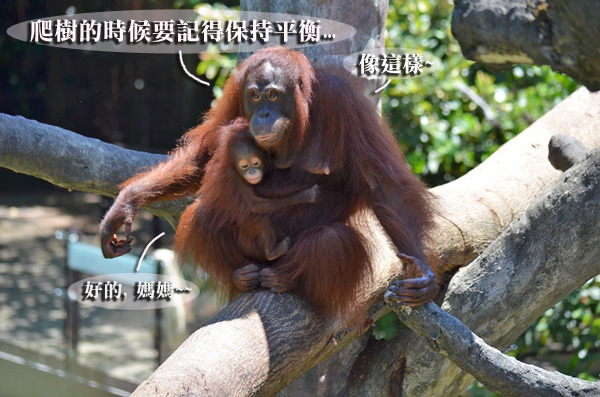 香妞帶著妞芳熟悉環境。　台北動物園/提供