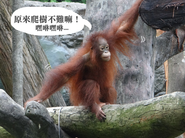 人工哺育長大的妞莉正在熟悉戶外展場做特訓！　台北動物園/提供