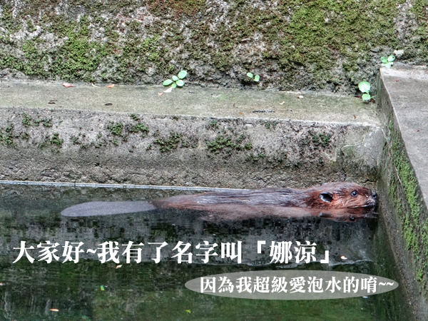 性別不明的河狸寶寶有了可愛的新名字「娜涼」。　台北動物園/提供