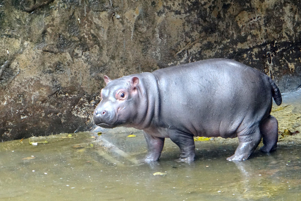 去年11月在大雨中誕生的娜竹忠雨，驗明正身為小男孩！　動物園/提供