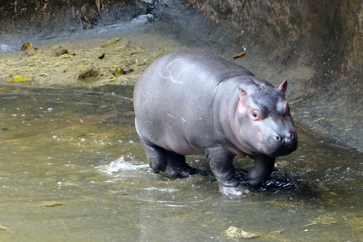 河馬很愛大便，所以池子需要很常清洗。　動物園/提供