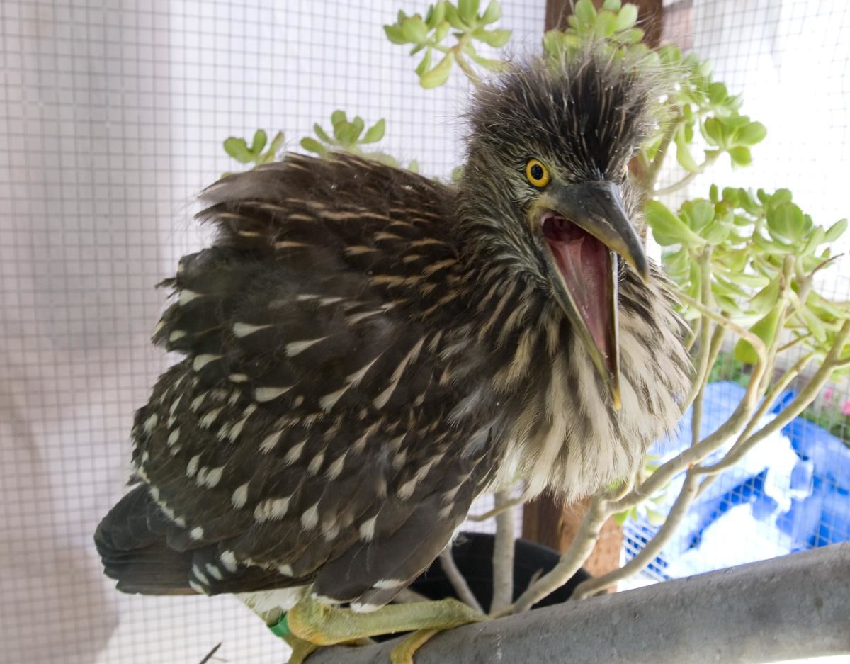 從樹上跌落的鳥兒有幾隻大難不死，被送到野生動物單位照顧，康復之後也順利野放。  取自ocregister.com