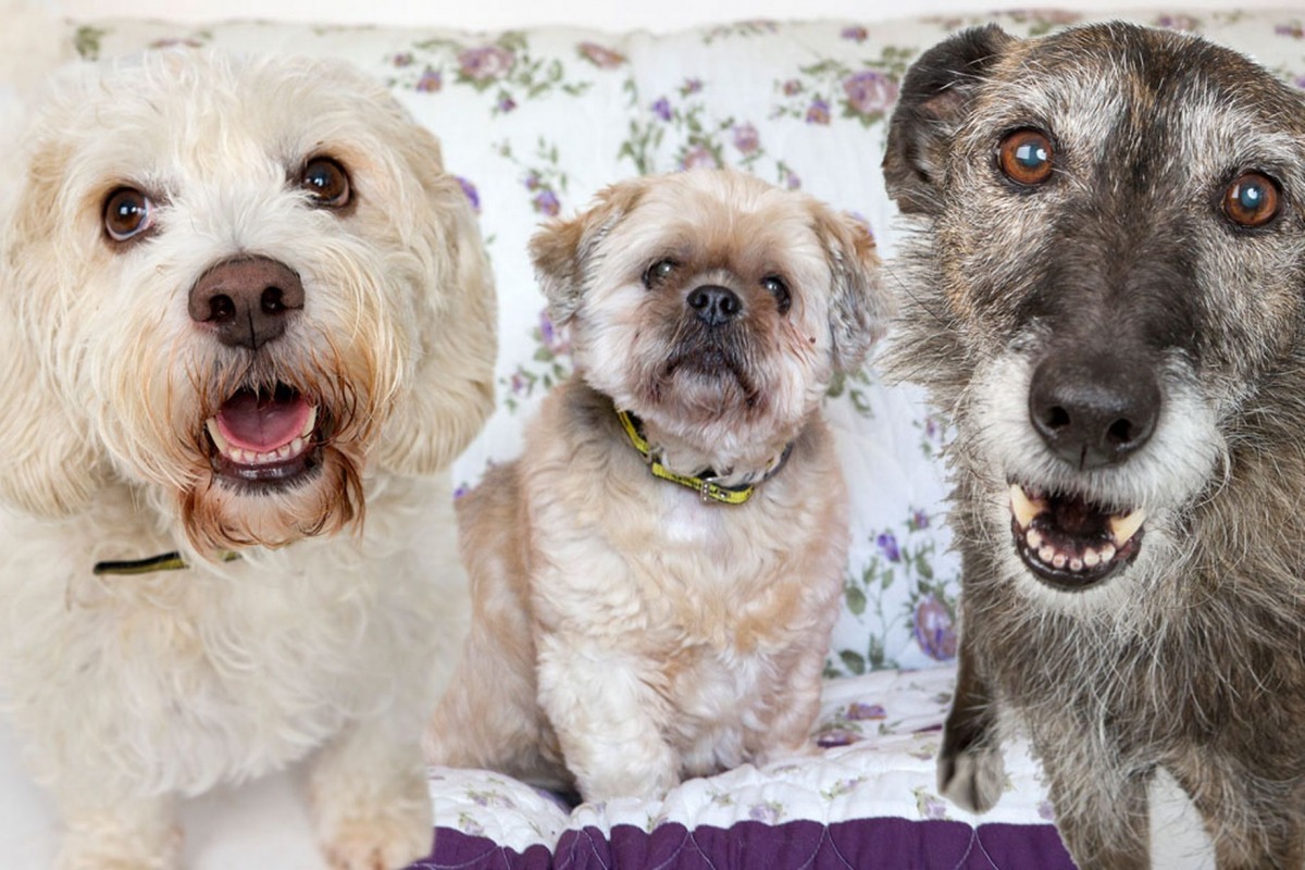 照片中有10、15歲的狗狗，牠們都在奧客利老屋等待被有緣人認養。　取自鏡報