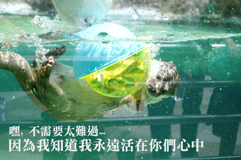 小新爺爺在第一次術後還能下水捕魚,恢復良好。 台北動物園/提供