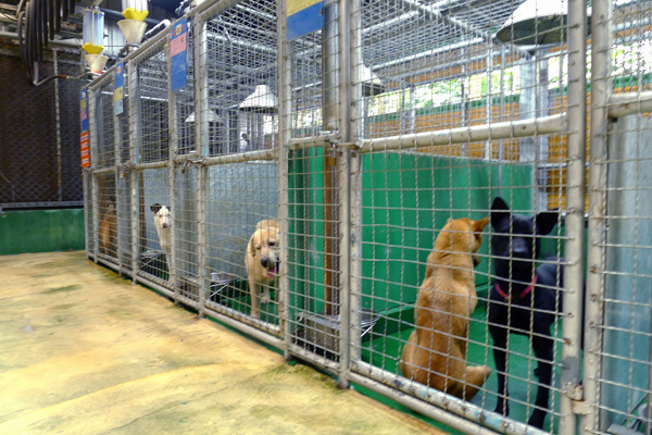 收容所因為零安樂死而犬隻爆滿，間接增加了自然死亡率。　何宜/攝
