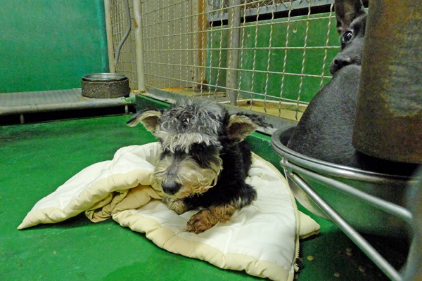 愛護動物人士因新北繳納2400元就可合法棄養貓狗相當不認同，但民眾真的了解不擬續養規範嗎？  何宜/攝