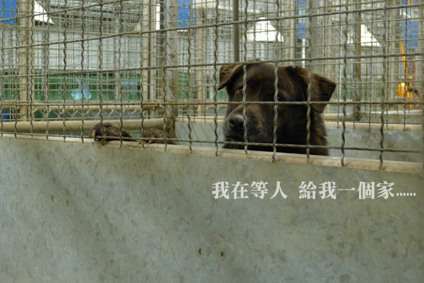 收容所內的狗狗都還在等待一個家。　何宜/攝