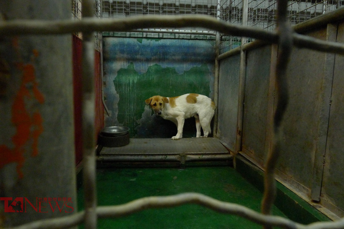 許多問題都是因為飼主沒有正確的飼養觀念所導致。資料照(何宜/攝)