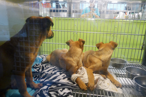 台北市自行招標的飼料特別規定不得為素食，需有動物性及植物性蛋白質。　何宜/攝