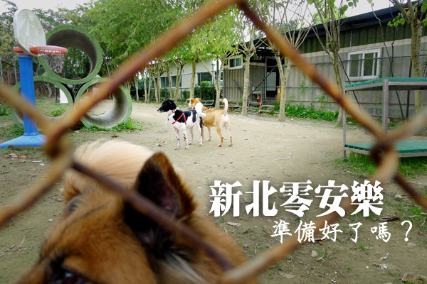 新北市市長朱立倫日前宣布,將自3月起提早推動零安樂死,並提出八大配套措施。(圖為新北市中和收容所) 何宜/攝