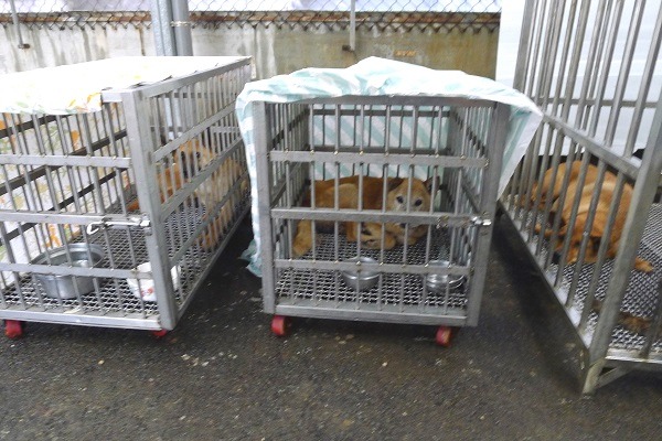 新北市繼台北及台南後，宣布將在3月起推動零安樂。(圖為新北市中和區公立收容所)　何宜/攝