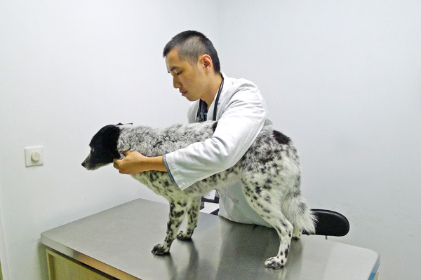獸醫師將來可以使用人藥,但仍以中央列出的名單為主。 何宜/攝