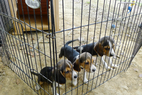 未來工作犬都有了政府保障,也將提升他們的動物福利。 何宜/攝