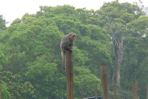 台灣獼猴時常與農民發生衝突，而如何與台灣獼猴和平共存是大家希望努力的目標。　何宜/攝