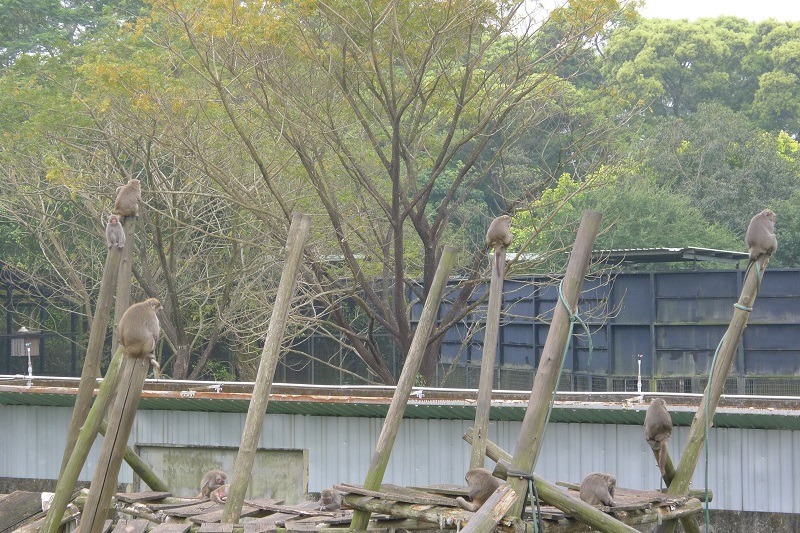 只要被圈養過的野生動物，未來很難再回到大自然中，大多只能一輩子在收容單位中度過。（圖為屏科大保育類野生動物收容中心，示意圖）　何宜/攝