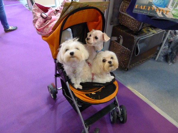 「把拔帶我們來逛寵物展，我們是不是超級可愛？」   何宜/攝