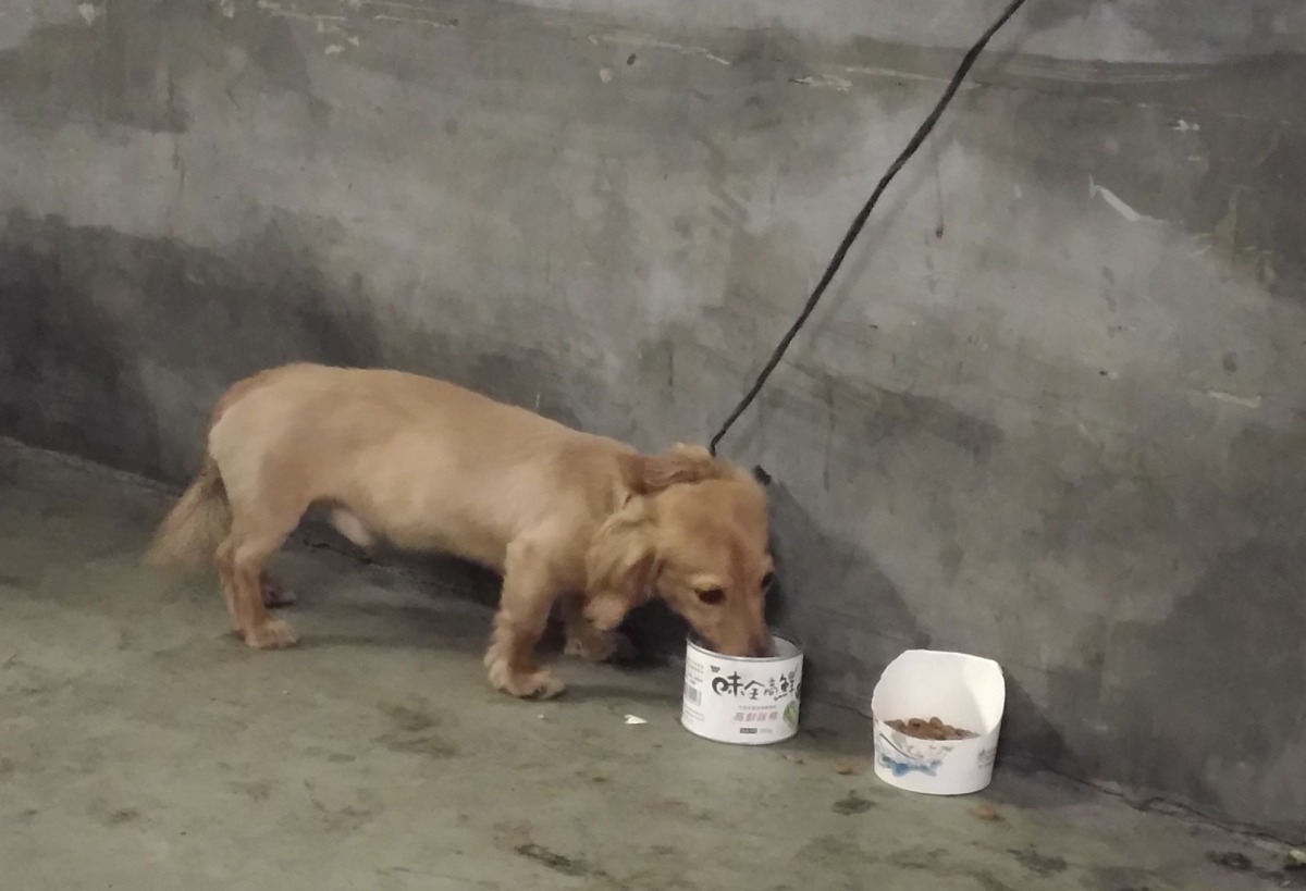 當初小臘腸在松山站時有飼料與飲水。　北市動保處/提供
