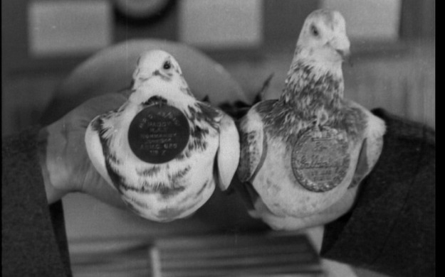 第二次世界大戰時,擔任重要情資傳遞角色的軍鴿,也被頒發榮譽勳章。 取自britishpathe