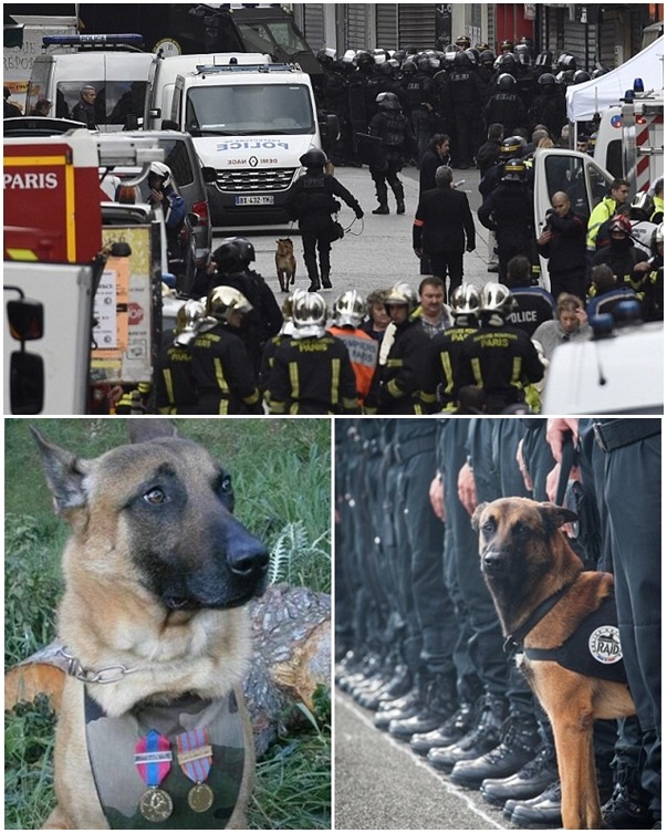 狄賽爾是反恐警犬，平常的訓練就是讓牠找出炸彈等火藥物品。　翻攝自每日郵報