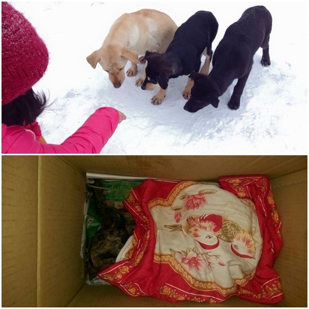 (上圖)民眾上陽明山賞雪時，意外發現有群在寒風中發抖的幼犬；(下圖)浪浪因為連日來低溫，竹圍碼頭附近也出現一隻遭凍死的狗。　取自(上圖)狗狗走失協尋互助-楊愛倩、(下圖)網路