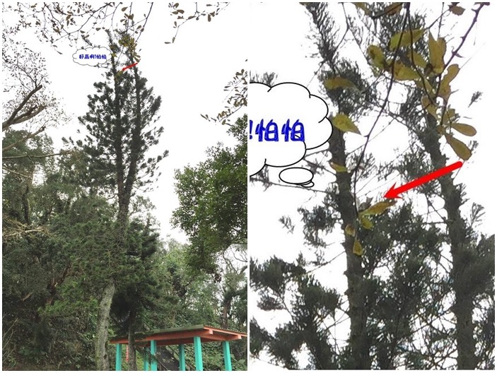 發現小貓受困於4層樓高處。 取自收容所的過客