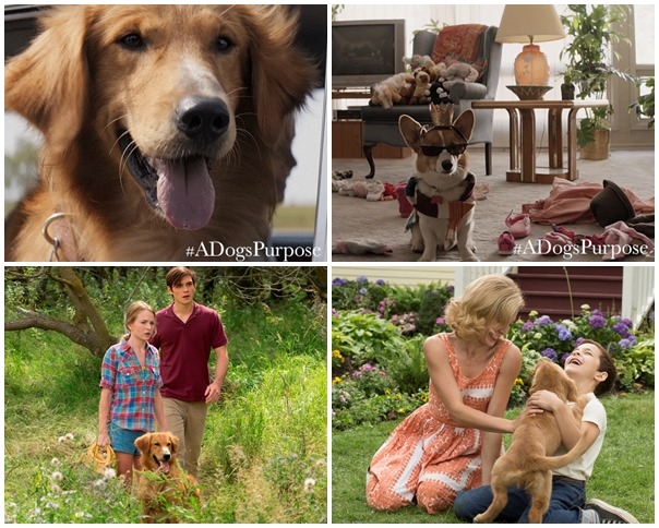 電影中的狗明星有相當多位，也讓製片單位物色相當久，好在訓練團隊取得動物信任後，拍攝相當成功。　(上排)取自環球影業、(下排)同/提供