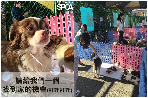 成犬送養會活動人潮少、不需半夜排隊、也不需要跟很多人擠在一起挑選狗狗。　取自TSPCA臉書
