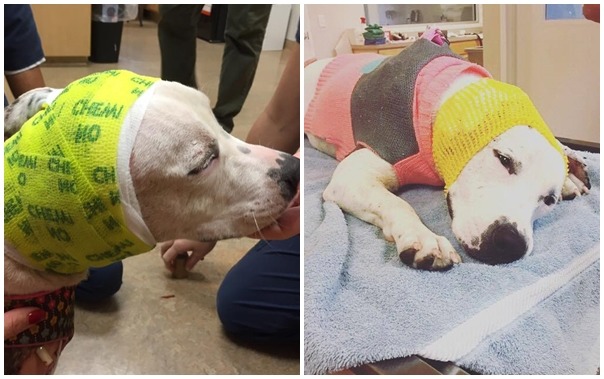 愛比蓋爾手術後在耳朵纏上繃帶,當時就會替牠用不同顏色的紗網跟彈性繃帶。 取自Bonnets For Abigail臉書