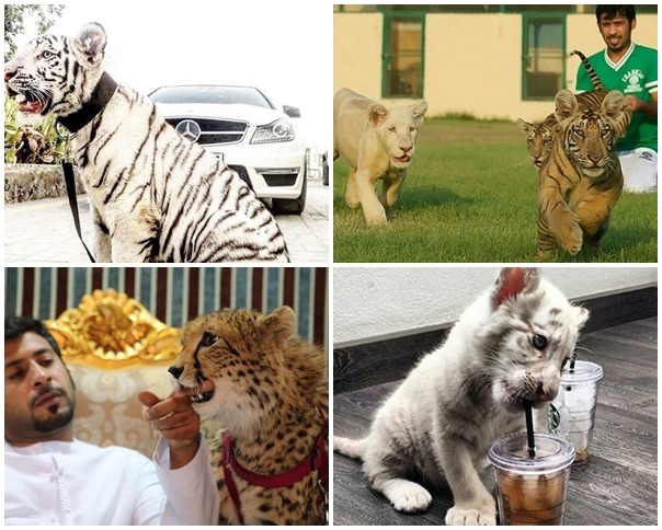 阿拉伯聯合大公國是惡名昭彰的野生動物走私大國，政府海關在2014年上半年就查扣了11隻獵豹。　取自humaidalbuqaish