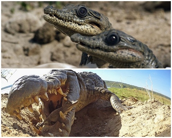 小鱷魚拍到的大鱷魚！　取自每日郵報
