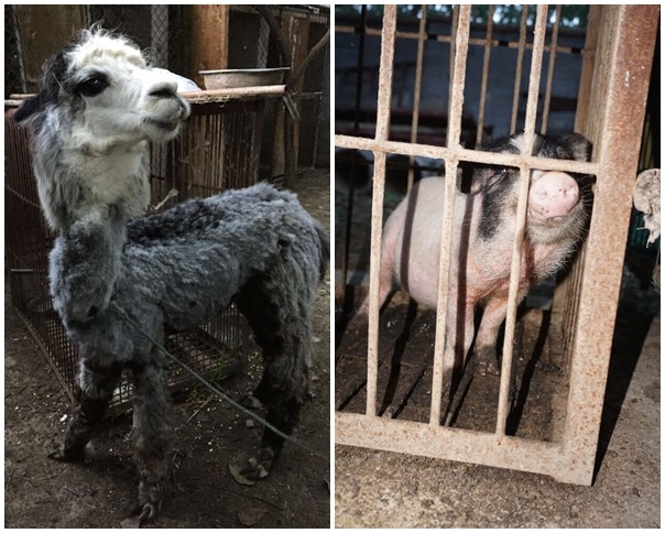 馬戲團裡甚至還有羊駝、豬等動物，除了被關在狹小的鐵籠內之外、羊駝的毛髮看似也許久未整理。　取自PETA