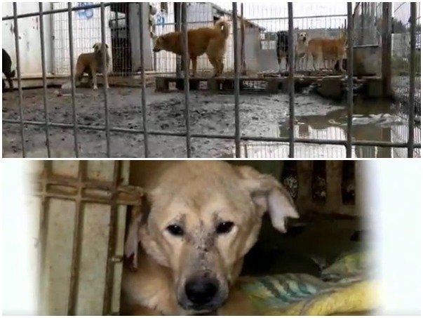 專門到世界各地收容所救援狗狗的加拿大協會，幾個月前買下了以色列一處狗場，一共有250隻狗。　取自Dog Tales Rescue and Sanctuary