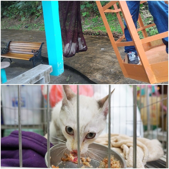 最後出動吊車成功救下貓咪,食慾精神都不錯的牠幾天後順利被人領養。 取自收容所的過客