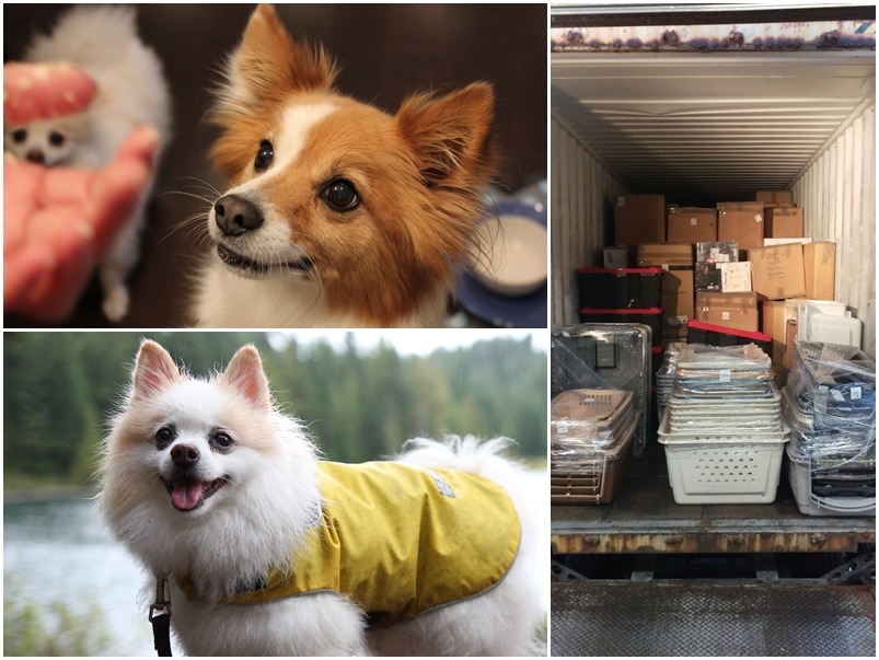 Jeremy的兩隻愛犬(左上)Eddie、(左下)Milky，上班的物流公司時常會將運輸籠送回台灣(右圖)。　Jeremy/提供