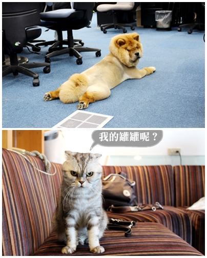 陳興雯說，面試新人時一定會問對方：你愛不愛動物，確保每個人都有一顆想要替寵物們創造更好世界的心。　何宜/攝