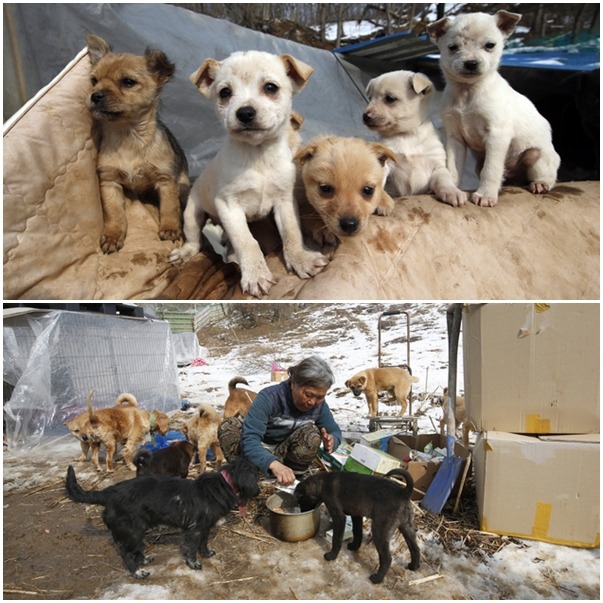 鄭敏淑養狗的行徑時常被一些人視為相當奇怪的舉動。　翻攝自每日郵報