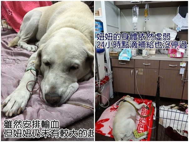 高雄市72歲徐老先生與妞妞的故事,感動不少人,民眾也紛紛希望提供老先生協助,不過目前妞妞身體健康並未明顯有好轉。 取自高雄市關懷流浪動物協會