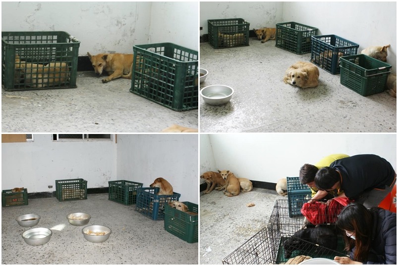 捕捉後的流浪狗被暫時安置在房內，若捕捉是大部分機場採取的作法，安置的空間及提供飲水食物都是要被考量進去的。　取自空軍司令部臉書