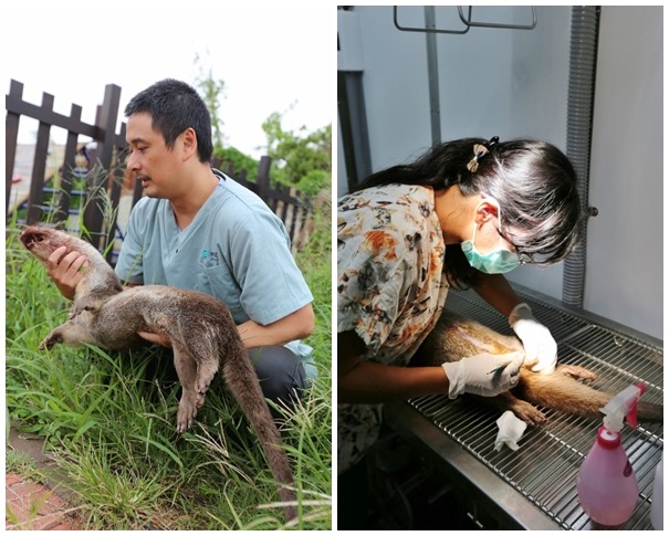 (左圖)歐陽夢澍理事長檢察水獺外觀、(右圖)協會總幹事王齡敏獸醫進行生殖器官解剖。 金門縣政府/提供
