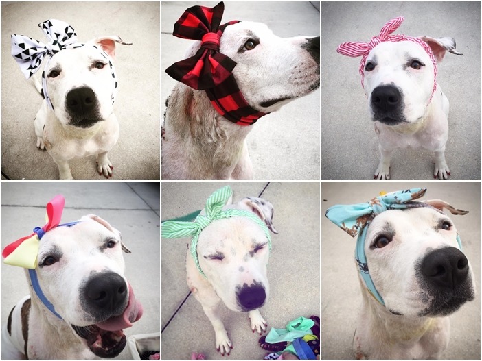 你覺得愛比蓋爾最適合那個造型呢? 取自Bonnets For Abigail臉書