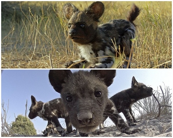 影片裡還看的到這隻假的小獵豹可是會動的。　取自每日郵報