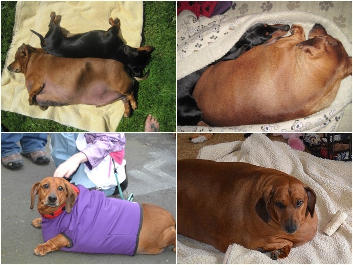 小胖的體重是正常臘腸狗的2倍以上,從照片看起來真的相當驚人。 取自obiedog.com